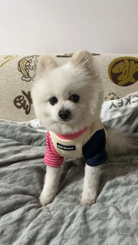 赵政瑛