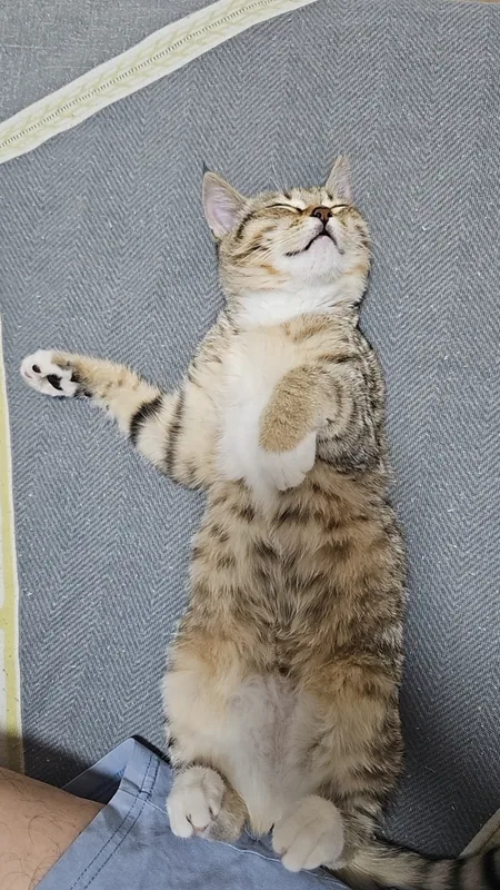 臧鹏